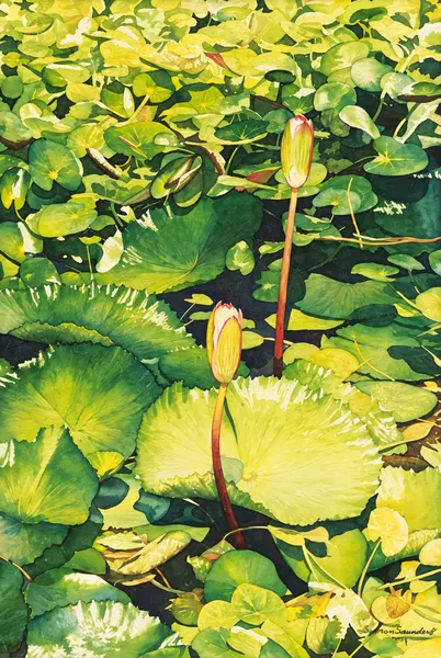 Water lilies and lily pads.
