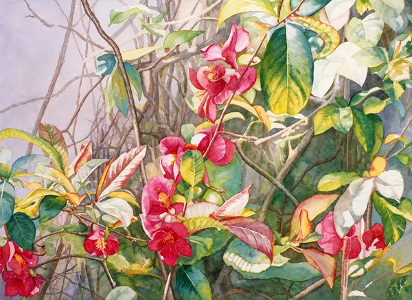 Pink orchids among foliage.